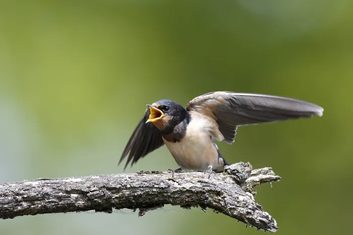 Framed Print : Barn Swallow Print, Peenetal River Landscape Framed Print : Barn Swallow Print, Peenetal River Landscape