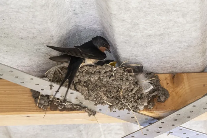 Framed Print : Barn Swallow Print, Schleswig-Holstein, Germany Framed Print : Barn Swallow Print, Schleswig-Holstein, Germany