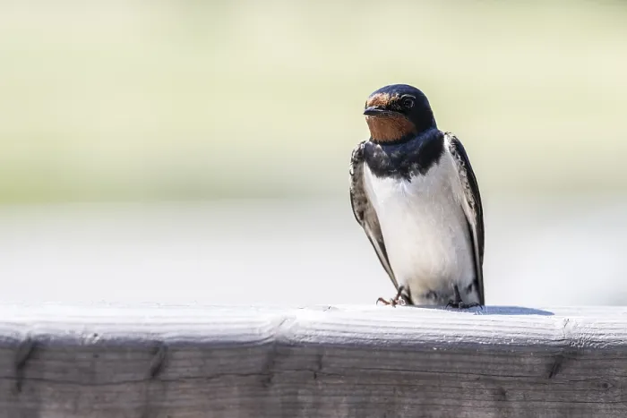 Framed Print : Barn Swallow Print - Schleswig-Holstein, Germany Framed Print : Barn Swallow Print - Schleswig-Holstein, Germany