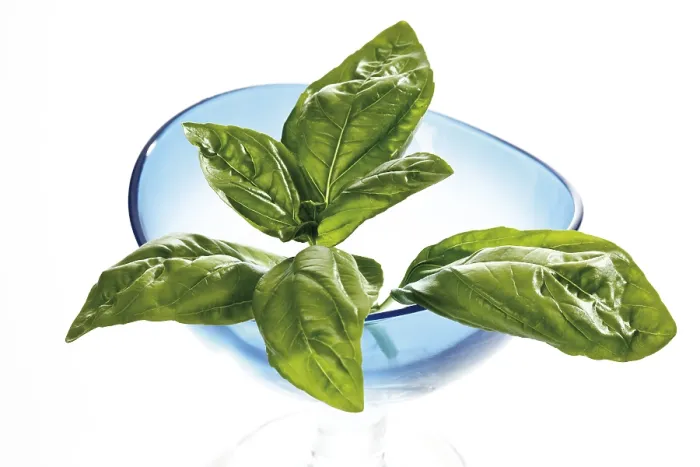 Framed Print : Basil Leaf Print Framed Print : Basil Leaf Print