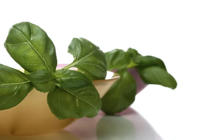 Framed Print : Basil Print by ImageBROKER Framed Print : Basil Print by ImageBROKER