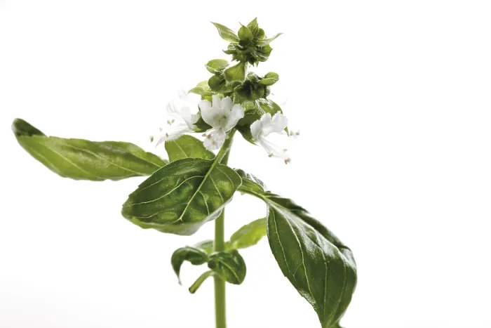 Framed Print : Basil Blossom Print Framed Print : Basil Blossom Print
