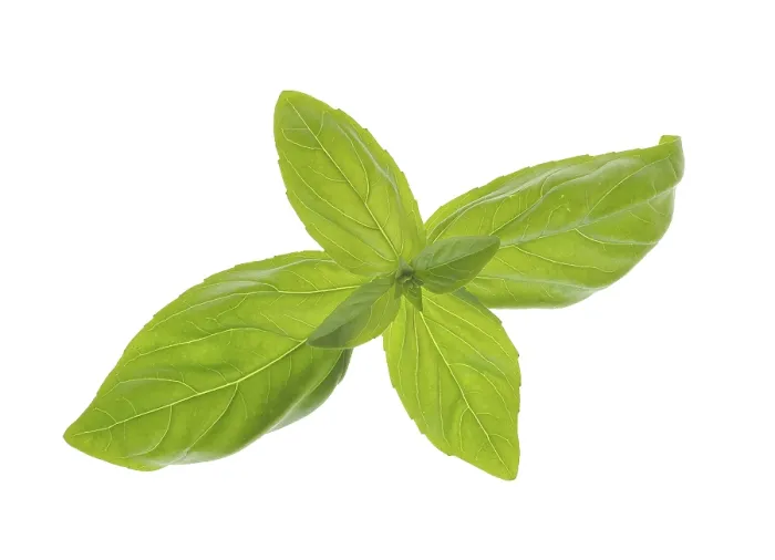 Framed Print : Basil Leaves Print Framed Print : Basil Leaves Print