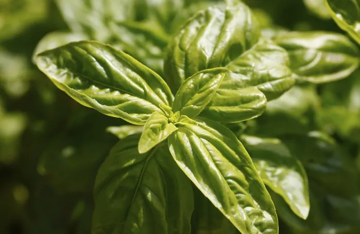 Framed Print : Basil (Ocimum basilicum) Print