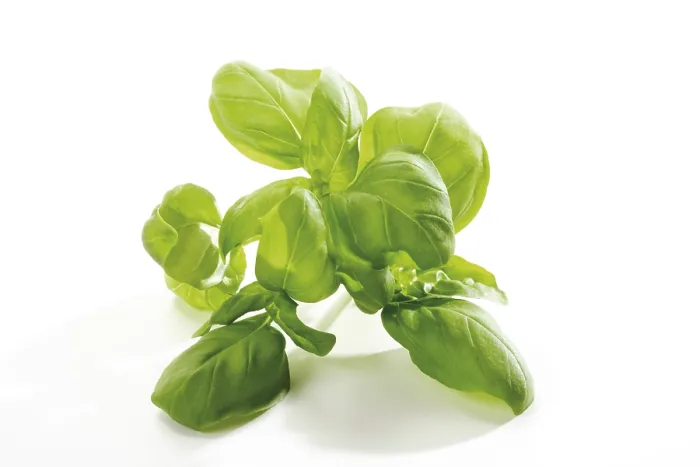 Framed Print : Basil Print (Ocimum basilicum) Framed Print : Basil Print (Ocimum basilicum)