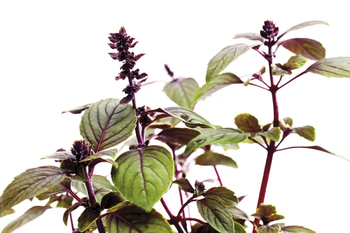 Framed Print : Basil (Ocimum basilicum) Print Framed Print : Basil (Ocimum basilicum) Print