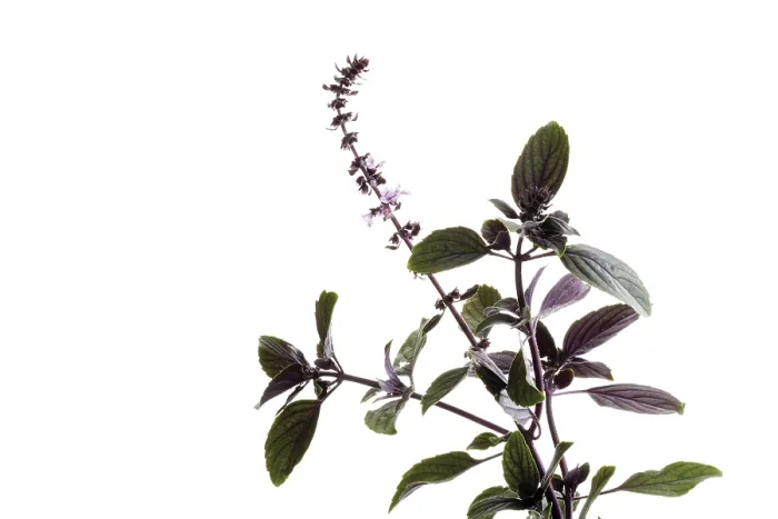 Framed Print : Basil (Ocimum basilicum) Print Framed Print : Basil (Ocimum basilicum) Print