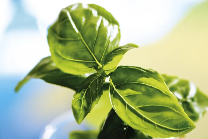 Framed Print : Basil (Ocimum basilicum) Print Framed Print : Basil (Ocimum basilicum) Print