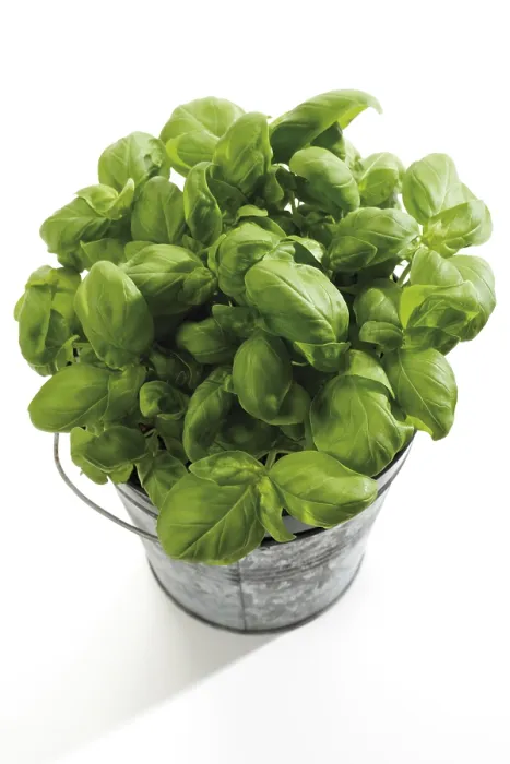 Framed Print : Basil Print - Ocimum basilicum Framed Print : Basil Print - Ocimum basilicum