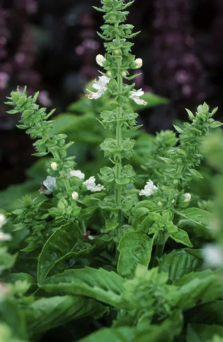 Framed Print : Basil Print (Ocimum basilicum) Framed Print : Basil Print (Ocimum basilicum)