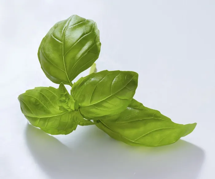 Framed Print : Basil (Ocimum basilicum) Print on White Background