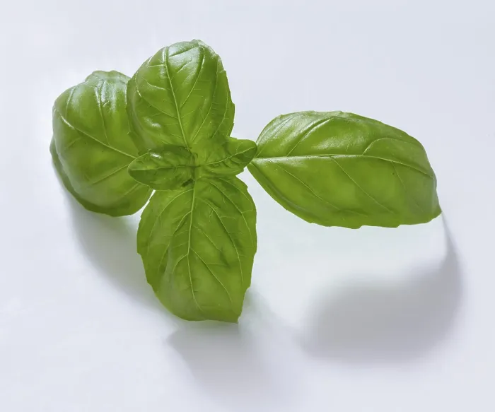 Framed Print : Basil (Ocimum basilicum) Print on White Background Framed Print : Basil (Ocimum basilicum) Print on White Background