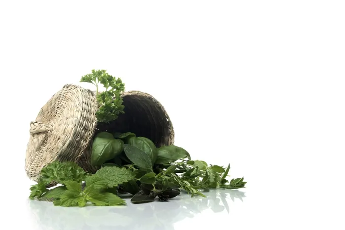 Framed Print : Basket with Herbs Print Framed Print : Basket with Herbs Print