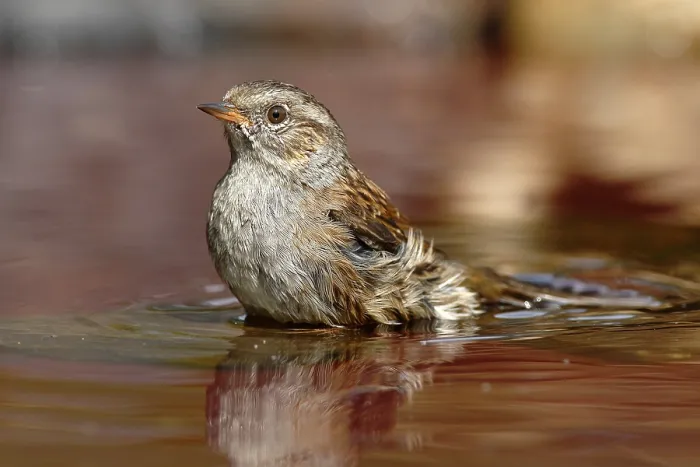 Framed Print : Bathing Dunnock (Prunella modularis) Print, Germany Framed Print : Bathing Dunnock (Prunella modularis) Print, Germany