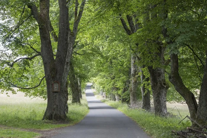 Framed Print : Baum-Allee Print by imageBROKER Framed Print : Baum-Allee Print by imageBROKER
