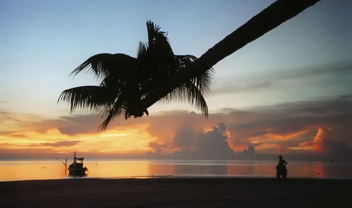 Framed Print : Beach Palm Tree Print Framed Print : Beach Palm Tree Print