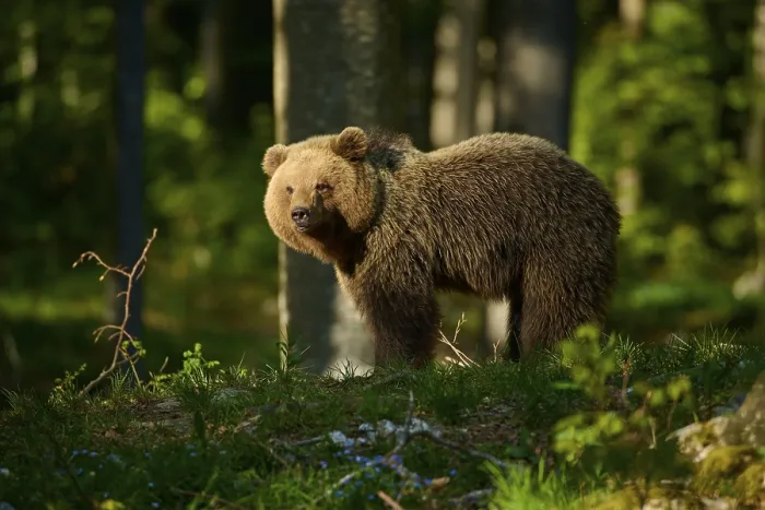 Framed Print : European Brown Bear in Forest Sunlight Print Framed Print : European Brown Bear in Forest Sunlight Print