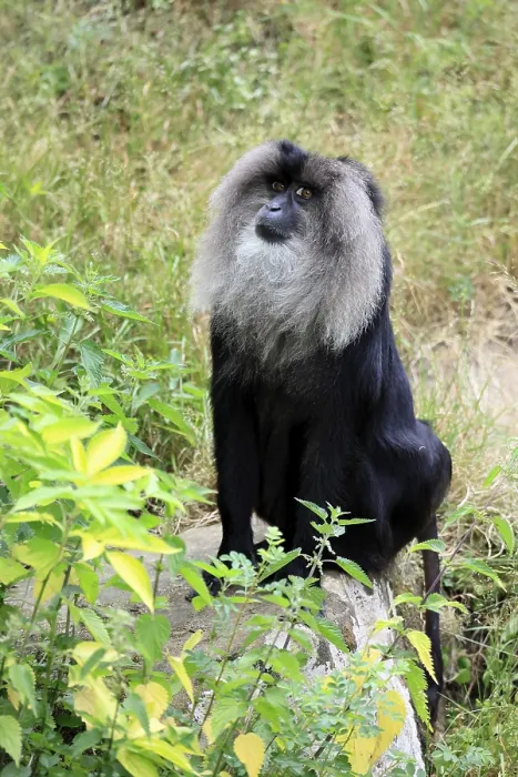 Framed Print : Bearded Macaque Print, India Framed Print : Bearded Macaque Print, India