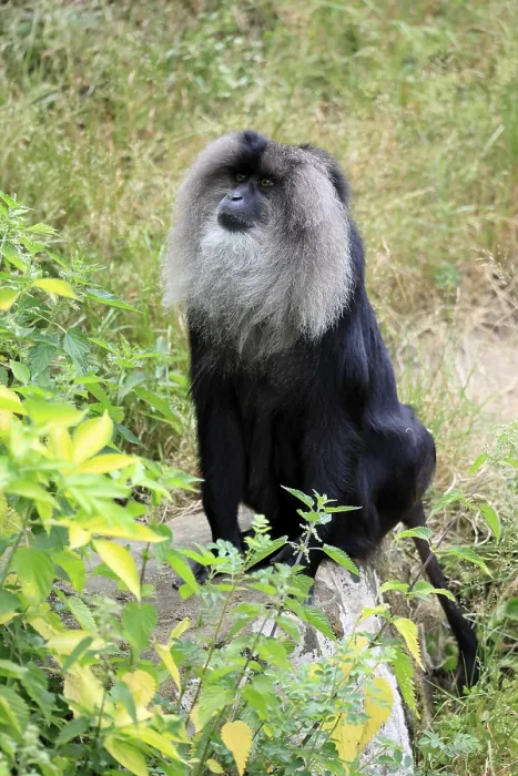 Framed Print : Bearded Macaque Print - India Framed Print : Bearded Macaque Print - India