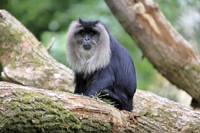 Framed Print : Bearded Macaque Print, India