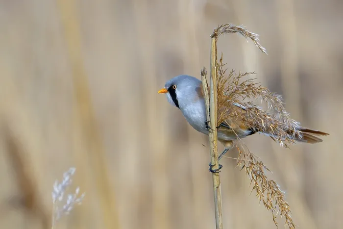 Framed Print : Bearded Reedling Print - Adult Male Foraging in Wetland