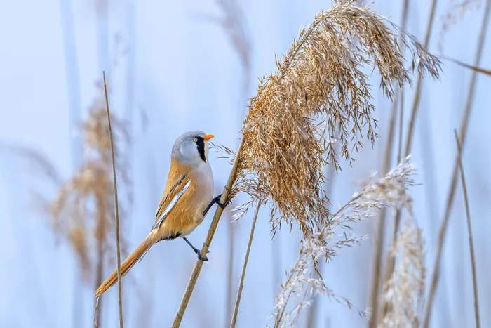 Framed Print : Bearded Reedling Print - Adult Male Foraging in Wetland