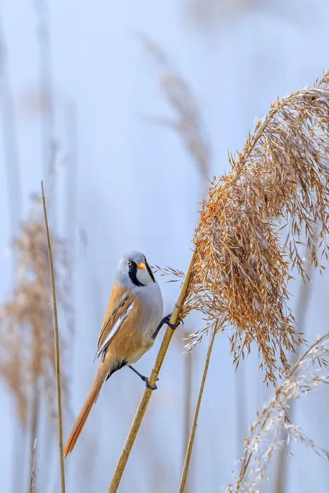 Framed Print : Bearded Reedling Print - Adult Male Foraging in Spring Framed Print : Bearded Reedling Print - Adult Male Foraging in Spring