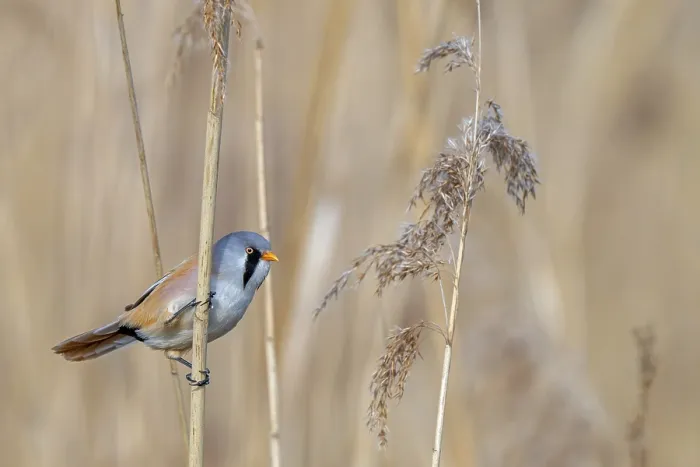 Framed Print : Bearded Reedling Print - Panurus biarmicus in Wetland Spring Framed Print : Bearded Reedling Print - Panurus biarmicus in Wetland Spring