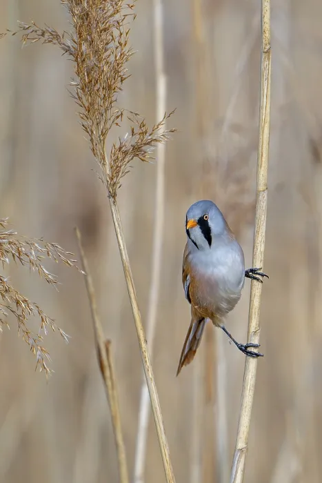 Framed Print : Bearded Reedling Print, Adult Male on Reed Stem Framed Print : Bearded Reedling Print, Adult Male on Reed Stem