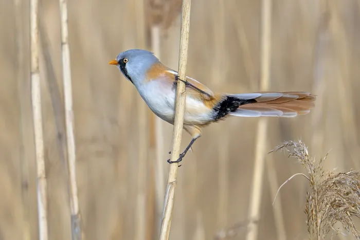 Framed Print : Bearded Reedling Print: Adult Male Foraging in Wetland Framed Print : Bearded Reedling Print: Adult Male Foraging in Wetland