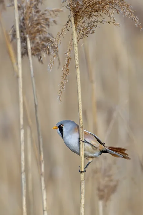 Framed Print : Bearded Reedling Print - Adult Male Foraging in Wetland Framed Print : Bearded Reedling Print - Adult Male Foraging in Wetland