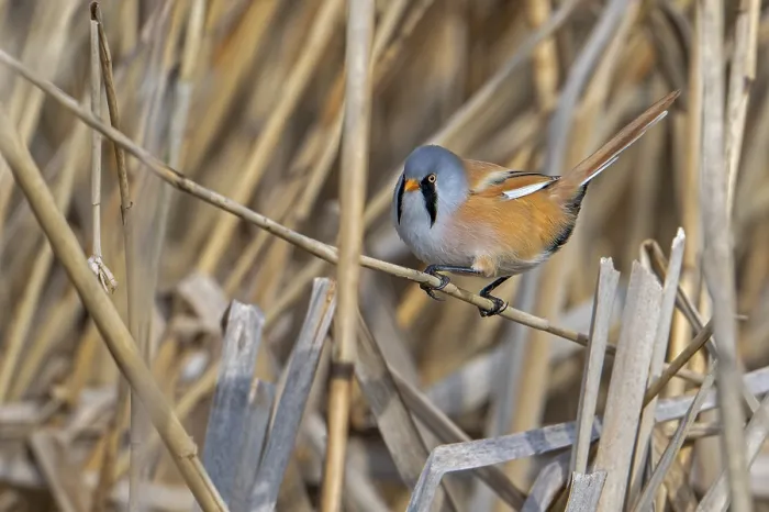 Framed Print : Bearded Tit Print - Adult Male Foraging in Spring Framed Print : Bearded Tit Print - Adult Male Foraging in Spring
