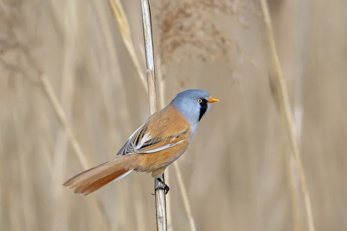 Framed Print : Bearded Reedling Print: Adult Male Foraging in Spring Framed Print : Bearded Reedling Print: Adult Male Foraging in Spring