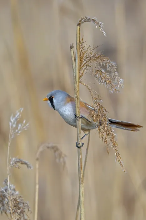 Framed Print : Bearded Reedling Print: Adult Male Foraging in Spring Framed Print : Bearded Reedling Print: Adult Male Foraging in Spring