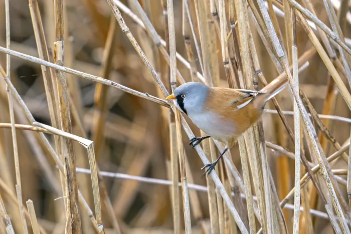 Framed Print : Bearded Reedling Print - Adult Male Foraging in Wetland Framed Print : Bearded Reedling Print - Adult Male Foraging in Wetland