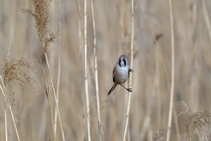 Framed Print : Bearded Tit Print - Adult Male Foraging in Wetland Framed Print : Bearded Tit Print - Adult Male Foraging in Wetland