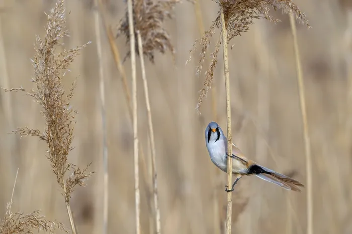 Framed Print : Bearded Reedling Print - Adult Male in Wetland Framed Print : Bearded Reedling Print - Adult Male in Wetland