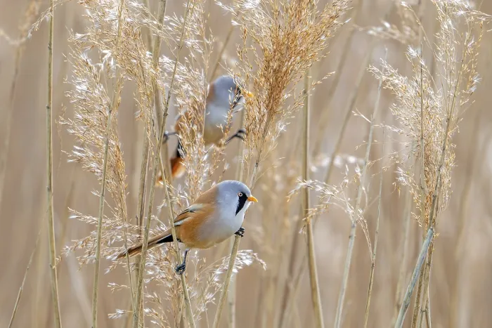 Framed Print : Two Bearded Reedlings Print - Spring Foraging