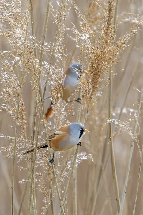 Framed Print : Bearded Reedlings Foraging in Spring Print Framed Print : Bearded Reedlings Foraging in Spring Print