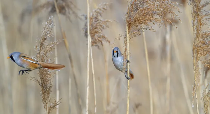 Framed Print : Two Bearded Reedlings in Flight, Spring Print Framed Print : Two Bearded Reedlings in Flight, Spring Print