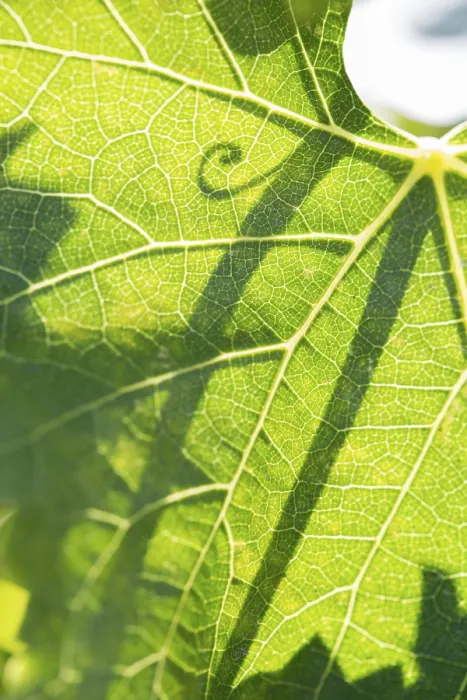 Framed Print : Beautiful Backlit Grape Leaf Print Framed Print : Beautiful Backlit Grape Leaf Print