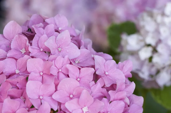 Framed Print : Beautiful Hydrangea Blossoms Close Up Print Framed Print : Beautiful Hydrangea Blossoms Close Up Print