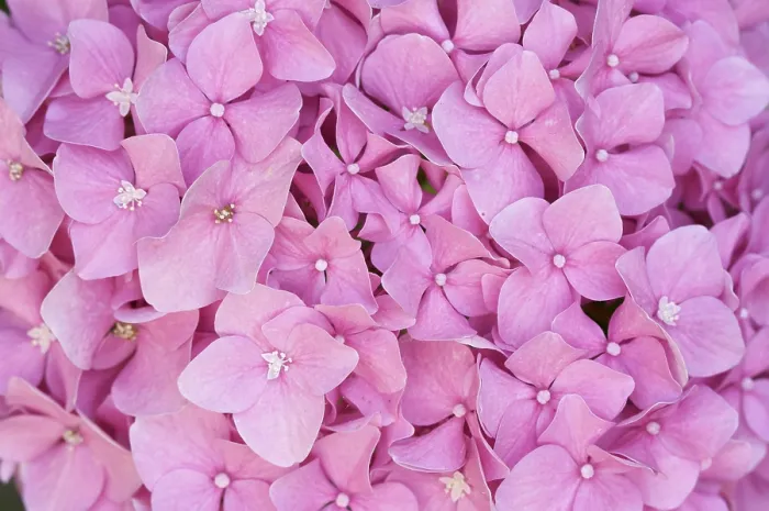 Framed Print : Beautiful Hydrangea Blossoms Print Framed Print : Beautiful Hydrangea Blossoms Print