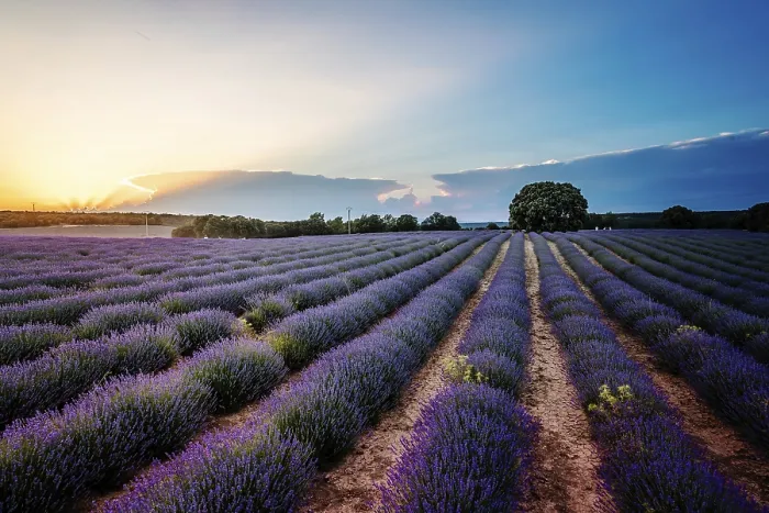 Framed Print : Beautiful Lavender Fields Summer Sunset Print Framed Print : Beautiful Lavender Fields Summer Sunset Print