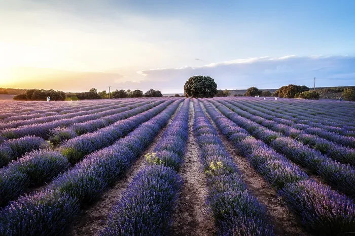 Framed Print : Beautiful Lavender Fields Summer Sunset Print Framed Print : Beautiful Lavender Fields Summer Sunset Print