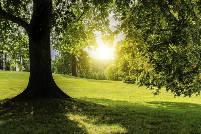 Framed Print : A Beautiful Leafy Tree in the Field Print Framed Print : A Beautiful Leafy Tree in the Field Print