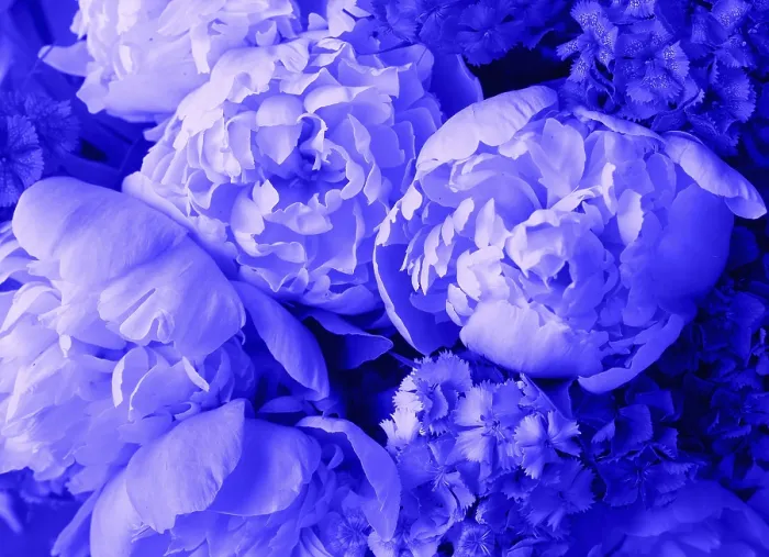 Framed Print : Beautiful Spring Print - Close Up of Blue Peony Flower Framed Print : Beautiful Spring Print - Close Up of Blue Peony Flower