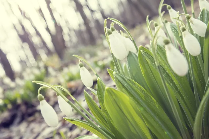 Framed Print : Beautiful Springtime Print - Snowdrop in Sunshine Framed Print : Beautiful Springtime Print - Snowdrop in Sunshine