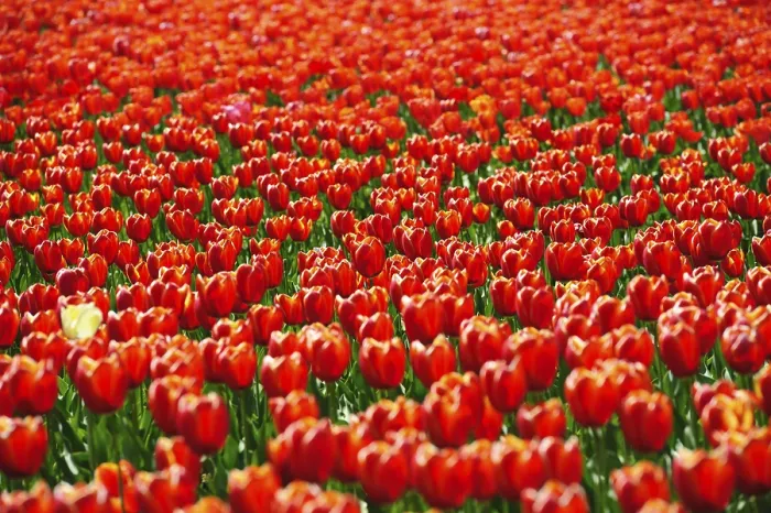 Framed Print : Beautiful Tulips Fields Springtime Print Framed Print : Beautiful Tulips Fields Springtime Print
