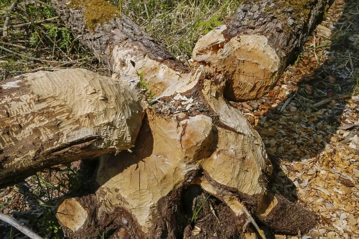 Framed Print : Laiz-Inzigkofen, Germany: Beaver Bite Print Framed Print : Laiz-Inzigkofen, Germany: Beaver Bite Print
